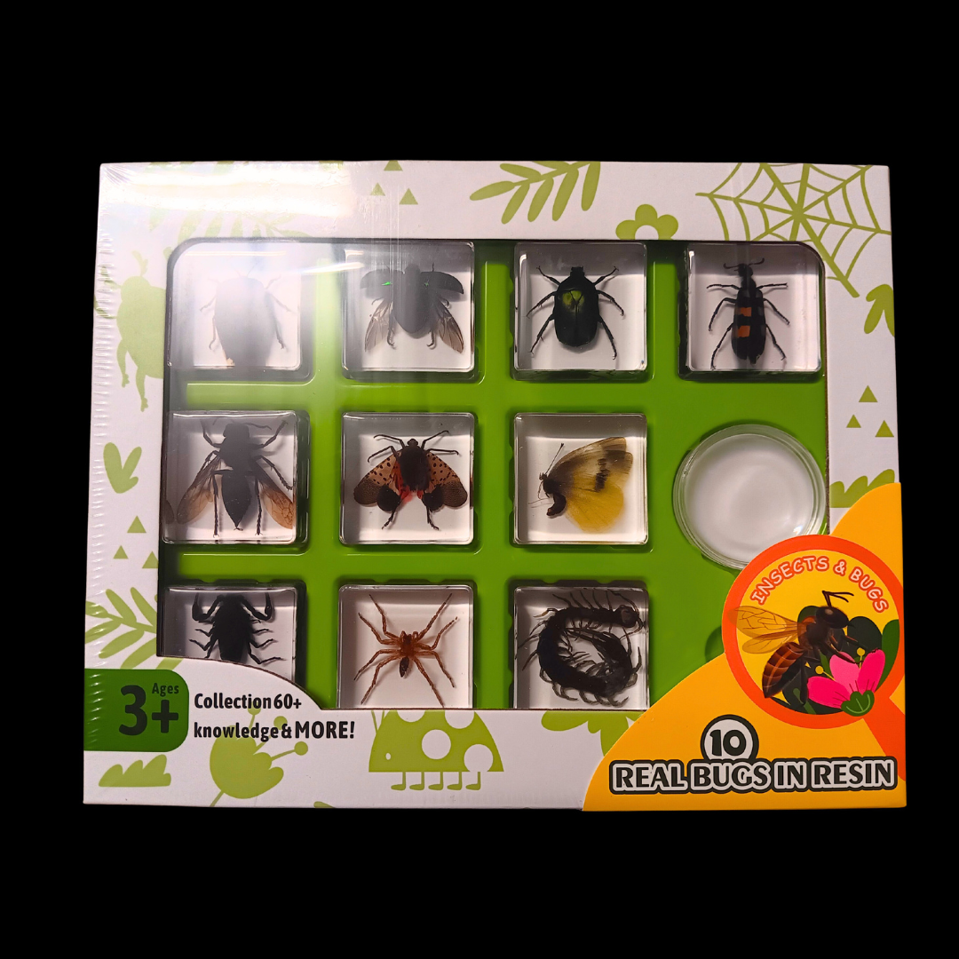 Insect Resin Epoxy Specimens 10 Bugs Spiders Scorpion Beetles Gift pack - HAPPY GUMNUT