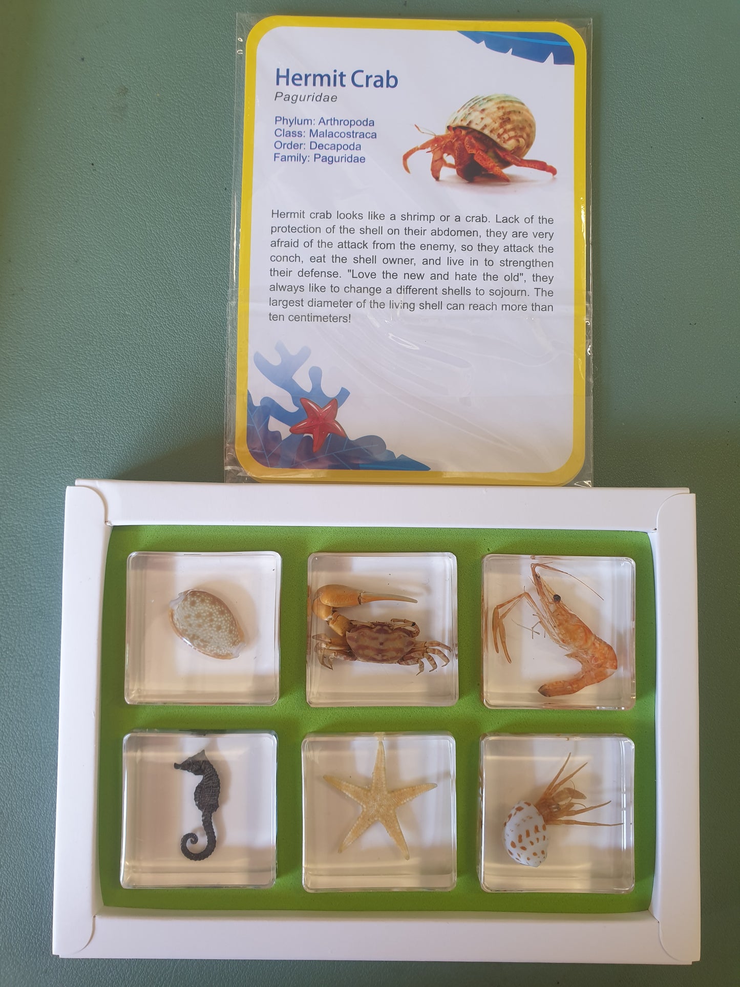 6 Aquatic Animals Resin Specimens Gift Set For Children - HAPPY GUMNUT