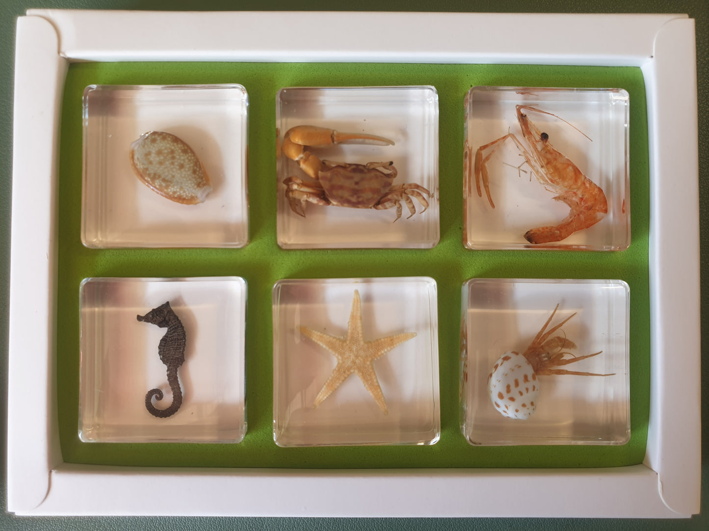 6 Aquatic Animals Resin Specimens Gift Set For Children - HAPPY GUMNUT