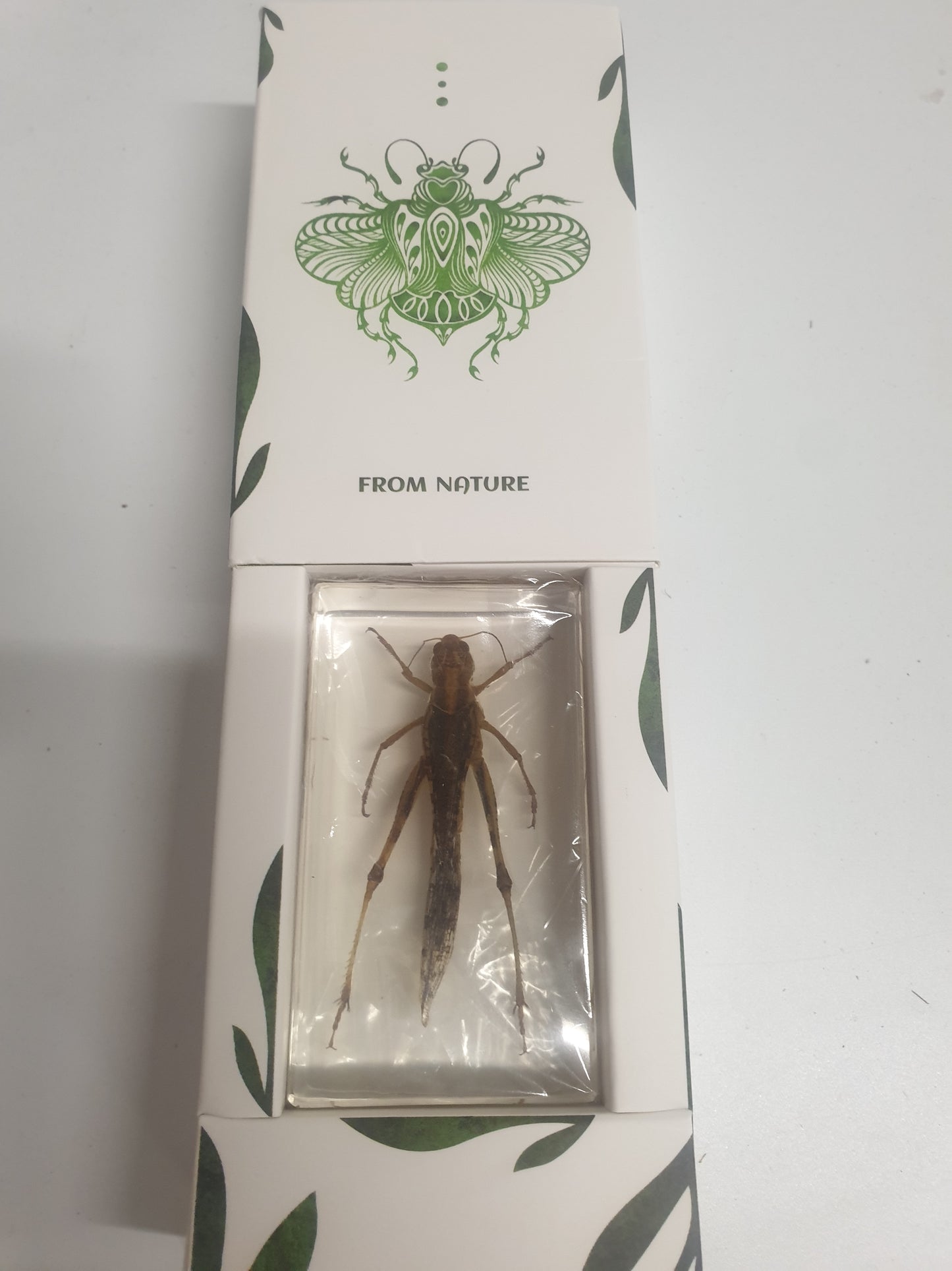 Large Resin Epoxy Animals Insect Specimens For Children Real Animals! Montessori Kids Educational Materials