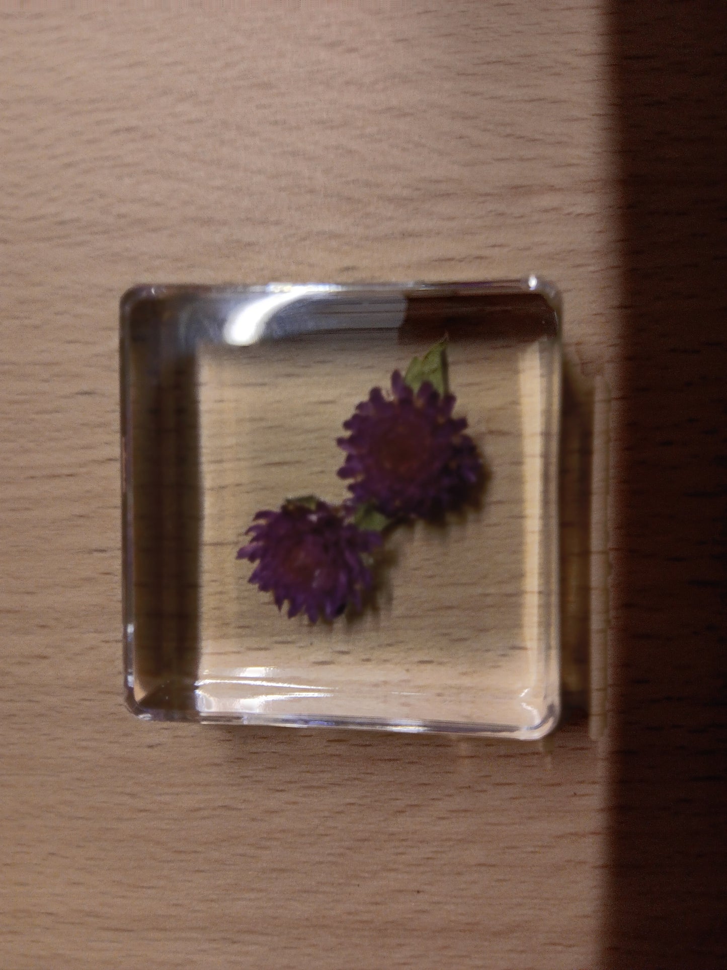 PLANTS FLOWER PETAL AND FAUNA Specimens Resin Epoxy Blocks