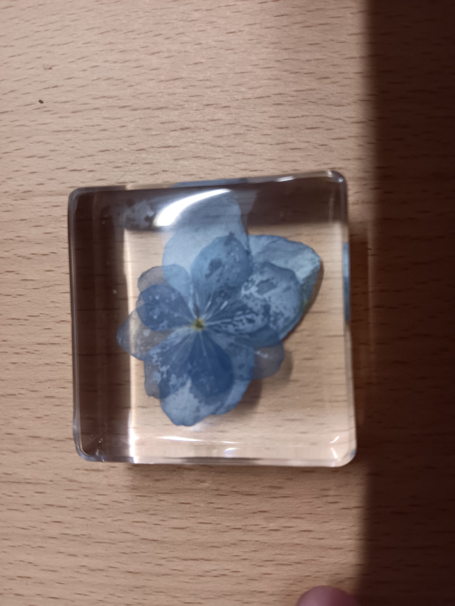 PLANTS FLOWER PETAL AND FAUNA Specimens Resin Epoxy Blocks