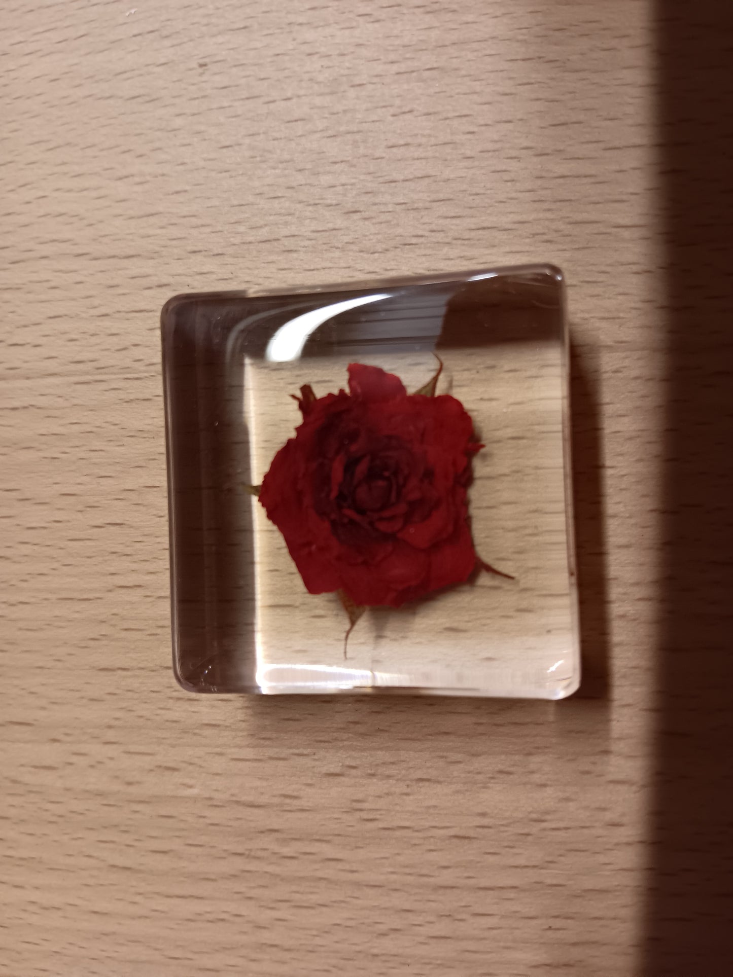 PLANTS FLOWER PETAL AND FAUNA Specimens Resin Epoxy Blocks