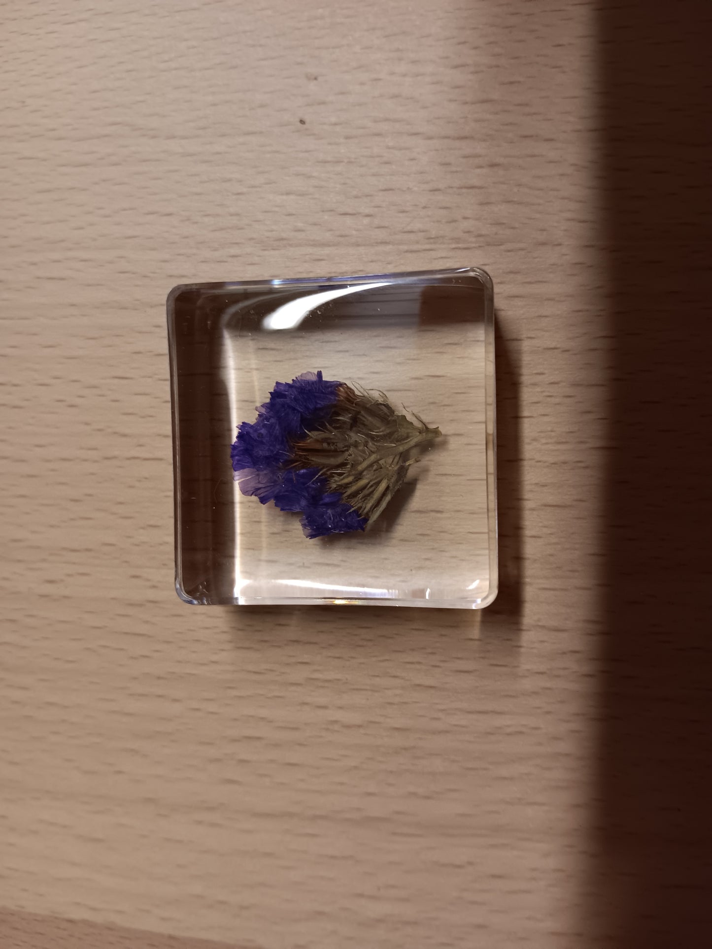 PLANTS FLOWER PETAL AND FAUNA Specimens Resin Epoxy Blocks