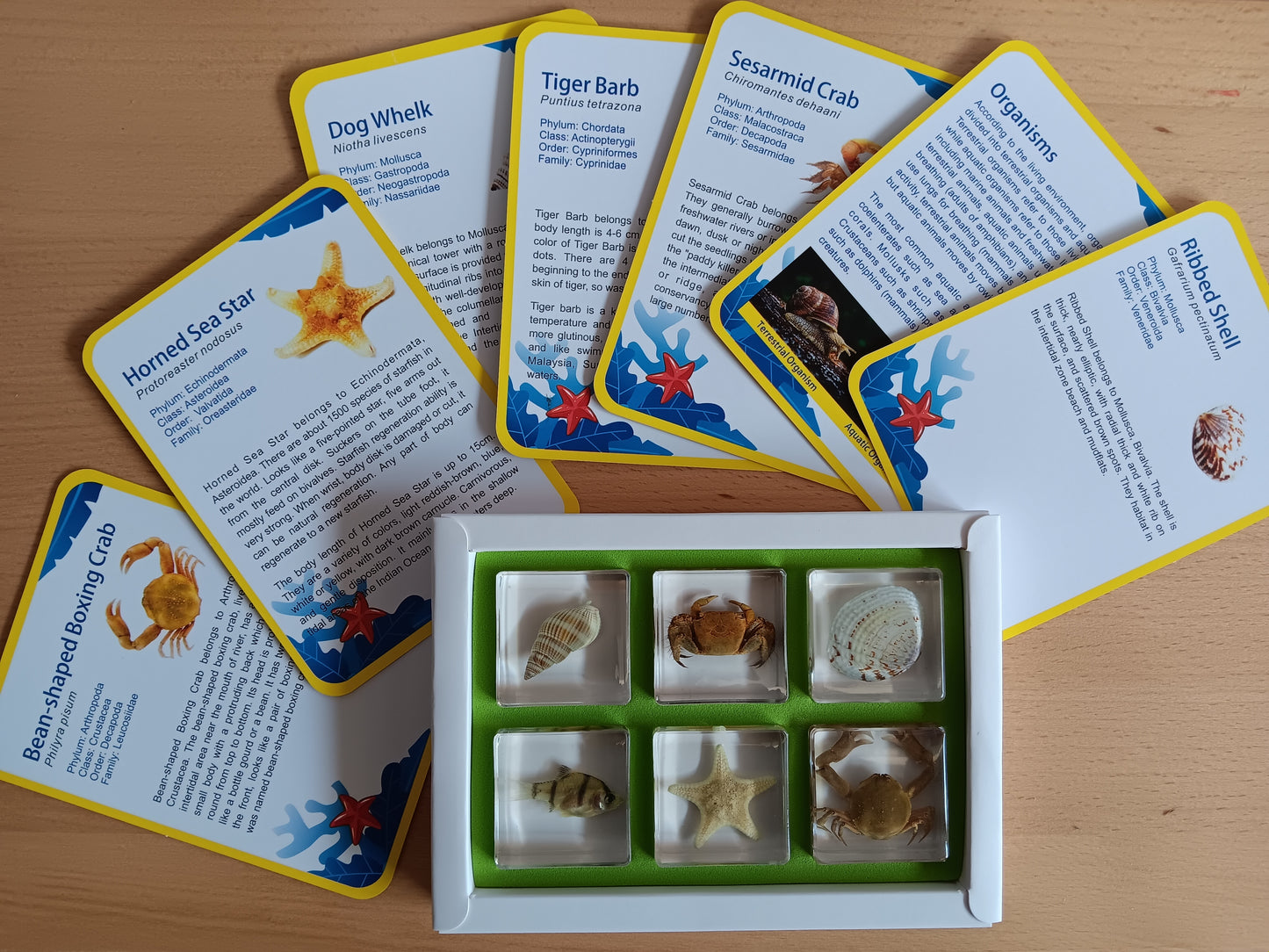 6 Aquatic Marine Animals Resin Epoxy Specimens Gift Set For Children Style B Crab Starfish