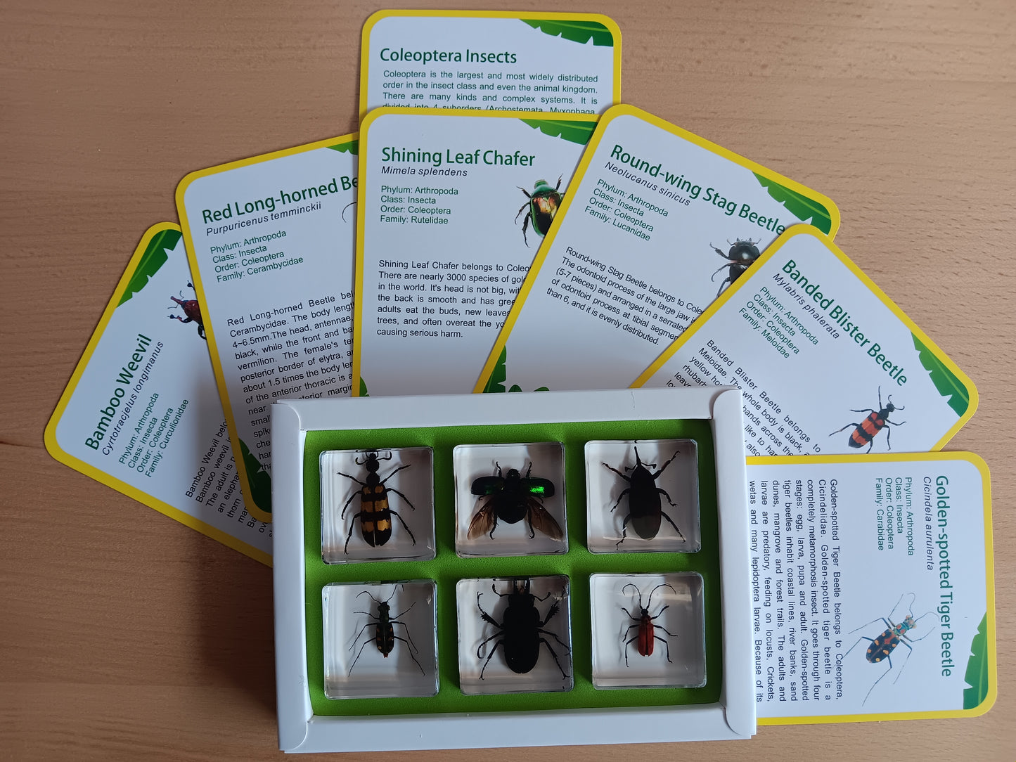 Coleaptera Beetle Insects Bugs Animals Resin Epoxy Specimens Gift Set For Children
