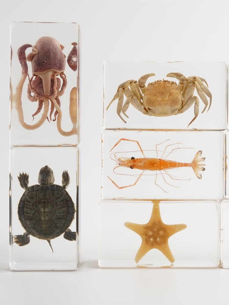 Large Resin Animals Insect Specimens For Children Real Animals! Montessori Kids Educational Materials - HAPPY GUMNUT