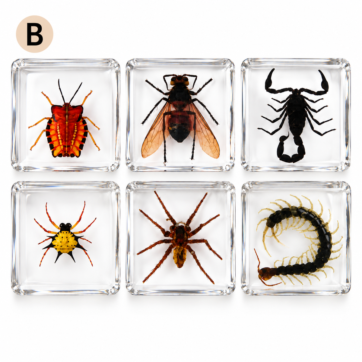 6 Real Specimen Set Children Exploring Science Learning Animals Gift Toy Set