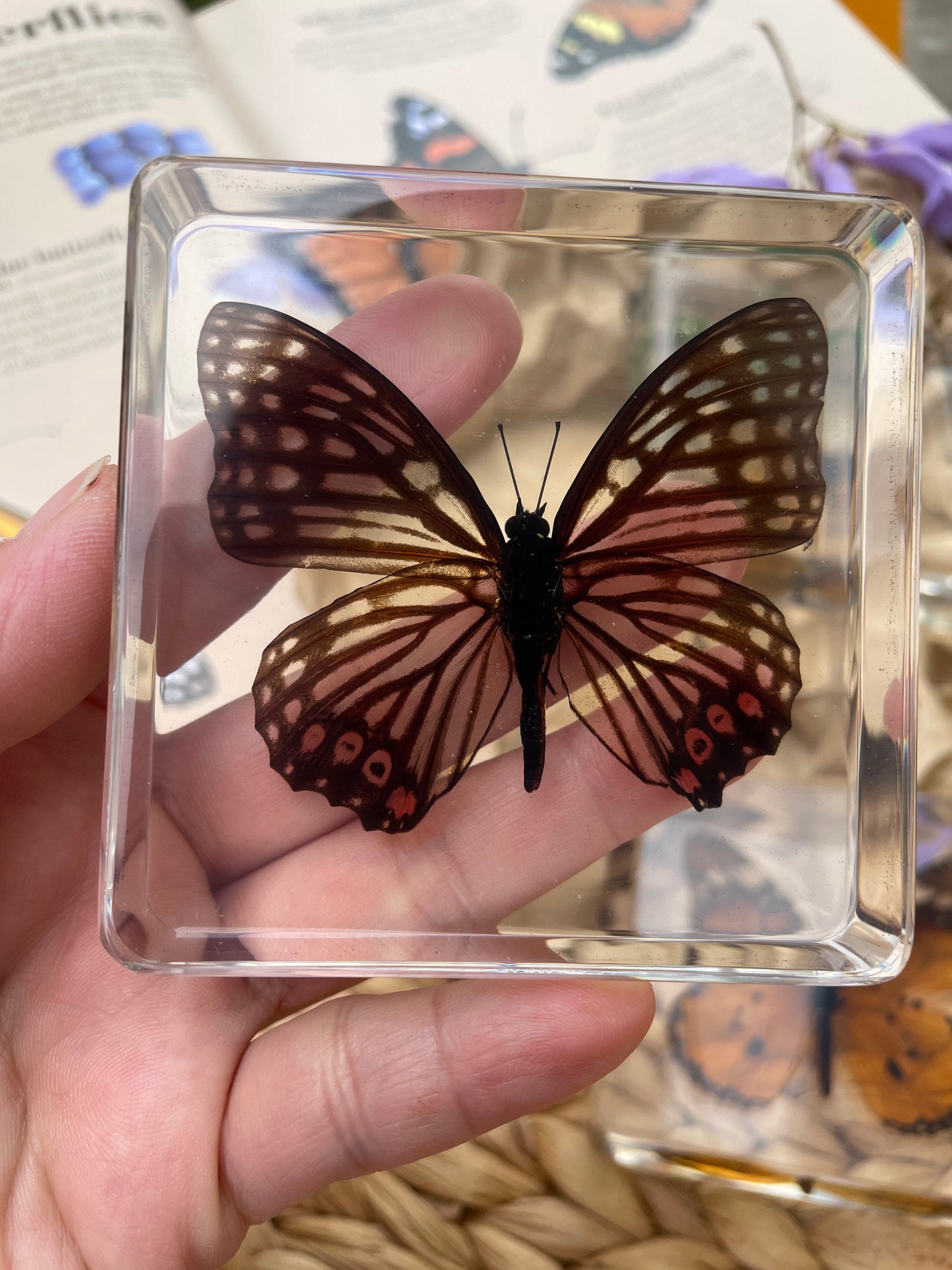 Large Resin Epoxy Animals Insect Specimens For Children Real Animals! Montessori Kids Educational Materials