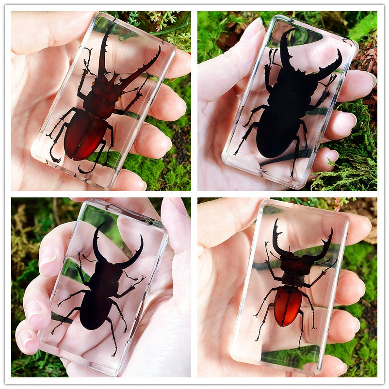 Large Resin Animals Insect Specimens For Children Real Animals! Montessori Kids Educational Materials - HAPPY GUMNUT