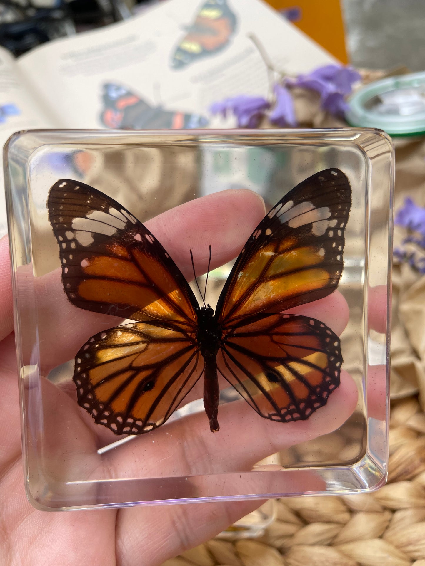 Large Resin Epoxy Animals Insect Specimens For Children Real Animals! Montessori Kids Educational Materials