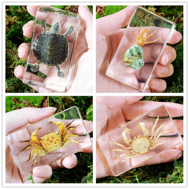 Large Resin Animals Insect Specimens For Children Real Animals! Montessori Kids Educational Materials - HAPPY GUMNUT