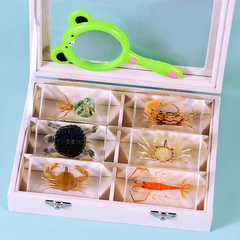 Large Resin Animals Insect Specimens For Children Real Animals! Montessori Kids Educational Materials - HAPPY GUMNUT