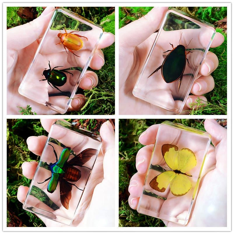 Large Resin Animals Insect Specimens For Children Real Animals! Montessori Kids Educational Materials - HAPPY GUMNUT
