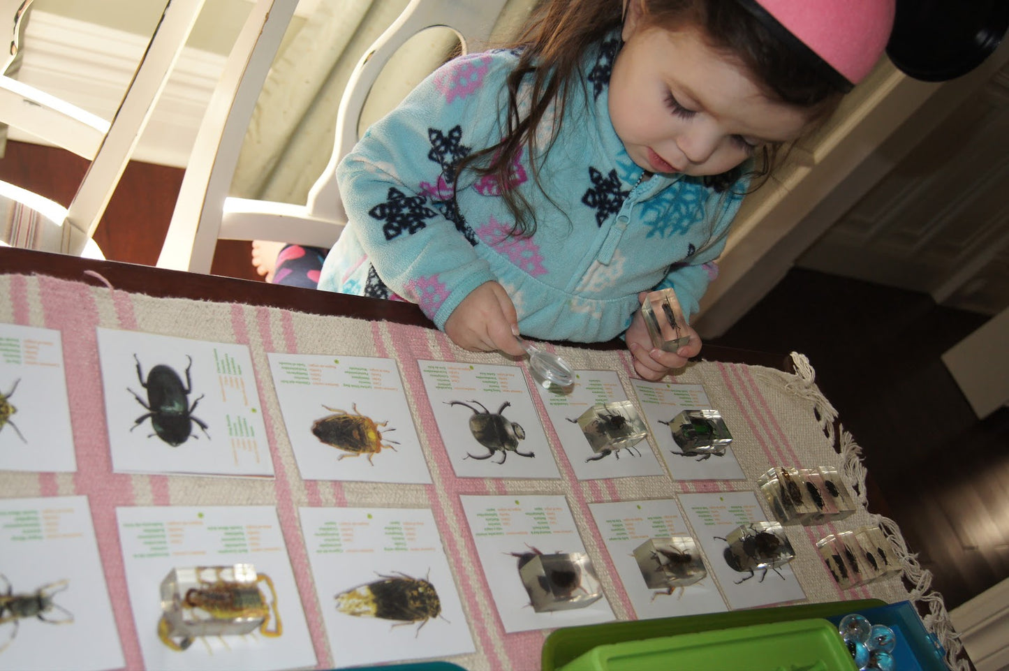 Large Resin Animals Insect Specimens For Children Real Animals! Montessori Kids Educational Materials - HAPPY GUMNUT