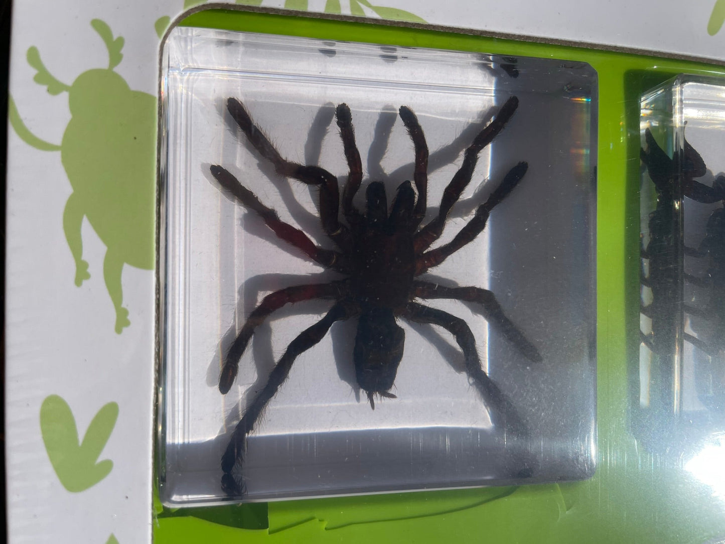 Spider Resin Epoxy Specimens 5 resins Tarantula Spiders and Scorpions GIFT Pack