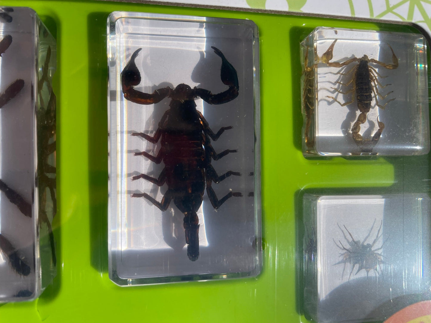 Spider Resin Epoxy Specimens 5 resins Tarantula Spiders and Scorpions GIFT Pack