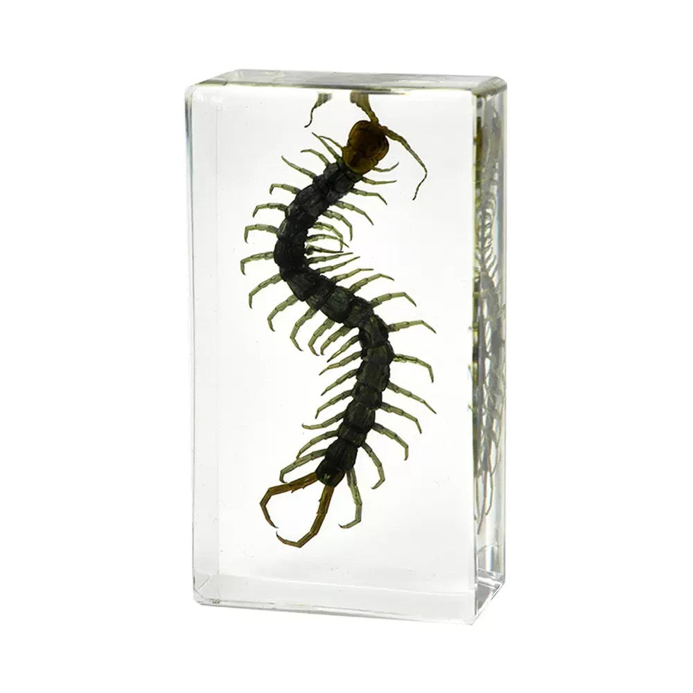 Large Real Crawling Insects Specimen in Clear Resin Blocks / Children Educational Toy Learning Spider Scorpion Beetle - HAPPY GUMNUT