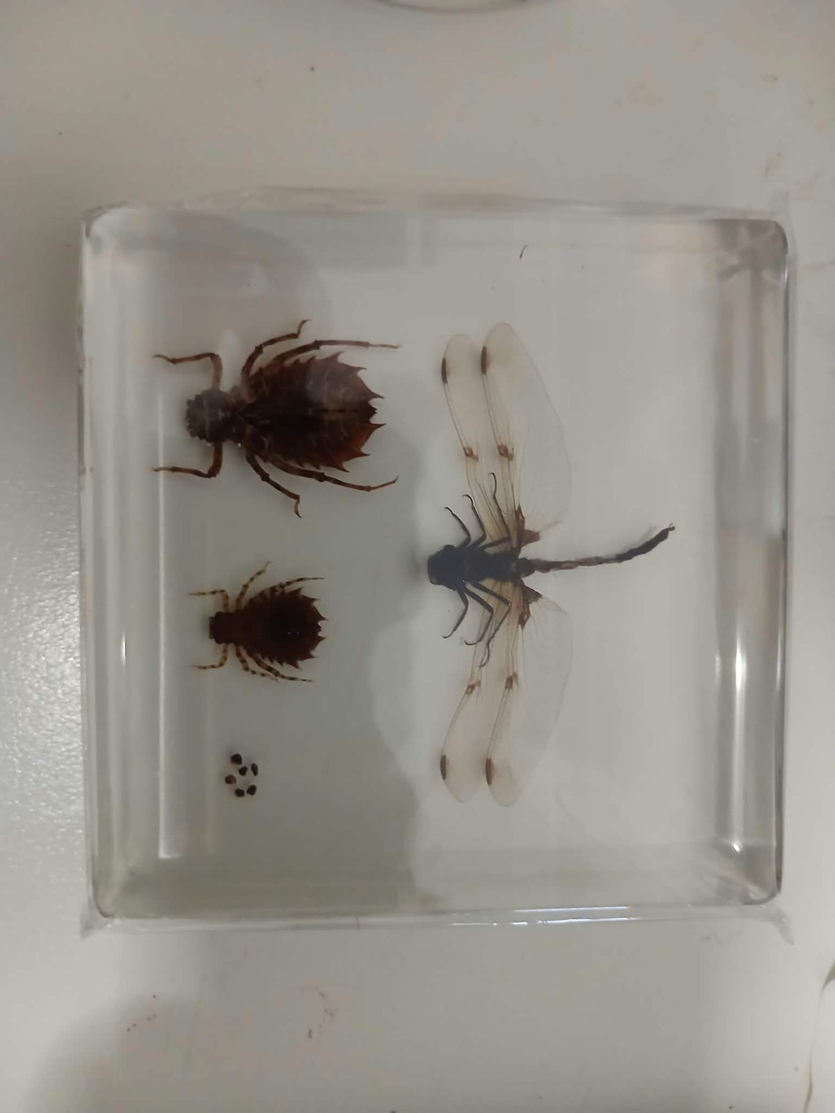 Dragonfly Lifecycle Life Cycle Epoxy Specimens in Resin Kids Learning Material