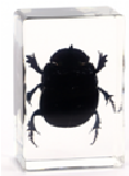 Large Resin Animals Insect Specimens For Children Real Animals! Montessori Kids Educational Materials - HAPPY GUMNUT