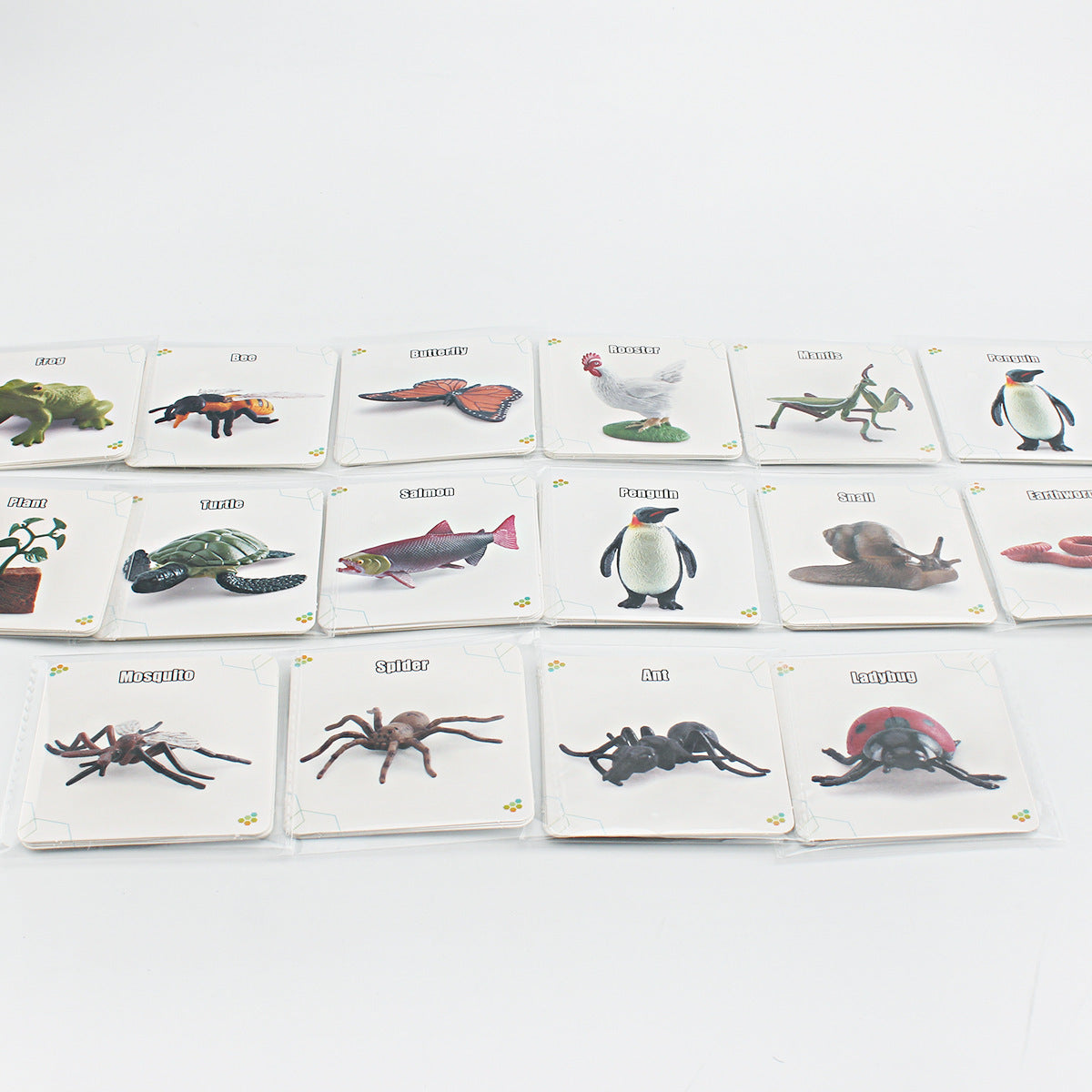 Animals Bugs insect Creatures LIFE CYCLE LEARNING CARDS