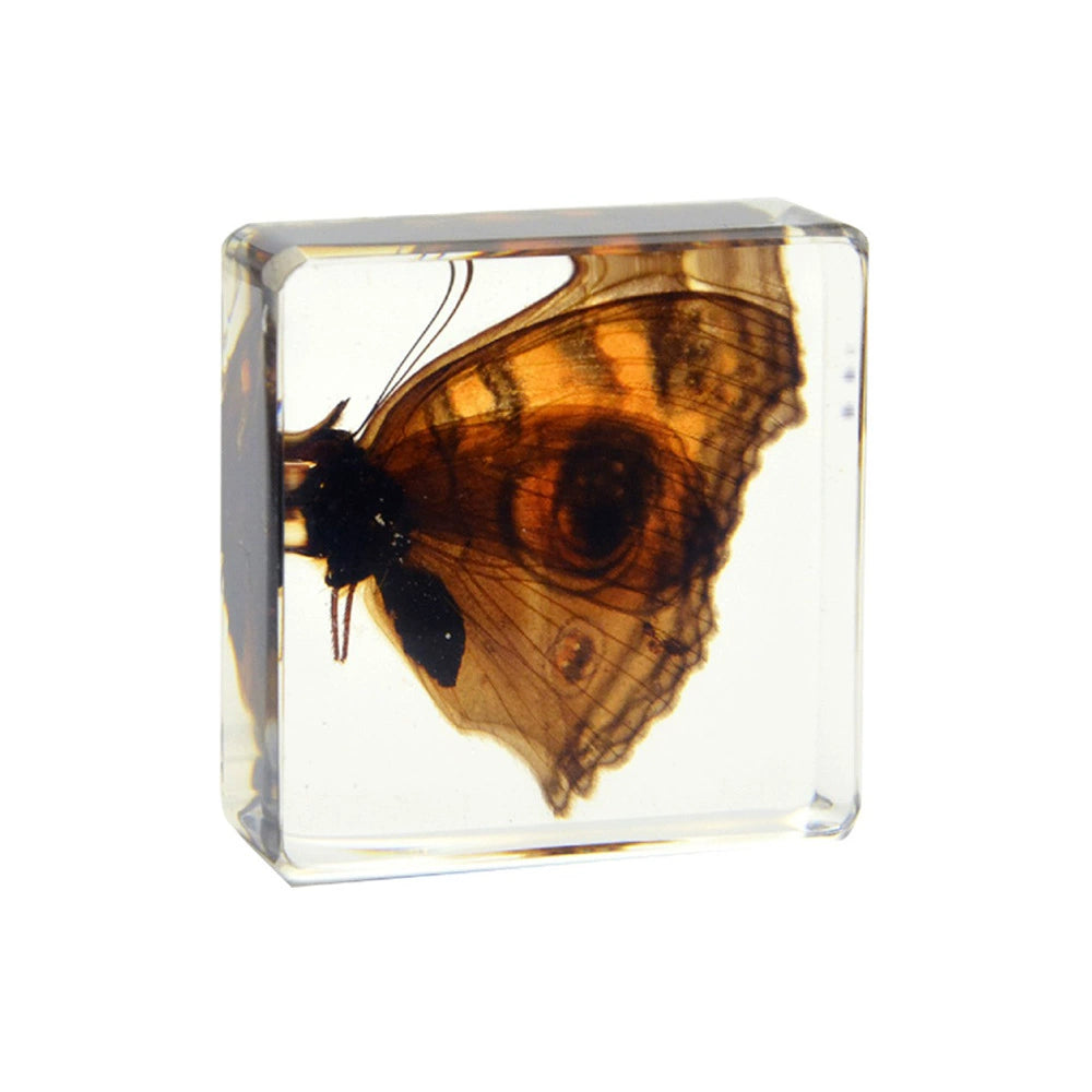 Flying Resin Epoxy Animals Insect Specimens For Children Real Animals! Montessori Kids Educational Materials