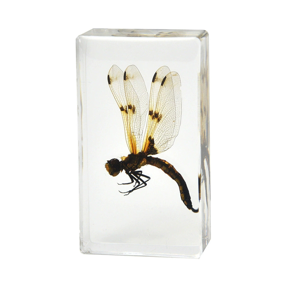 Flying Resin Epoxy Animals Insect Specimens For Children Real Animals! Montessori Kids Educational Materials