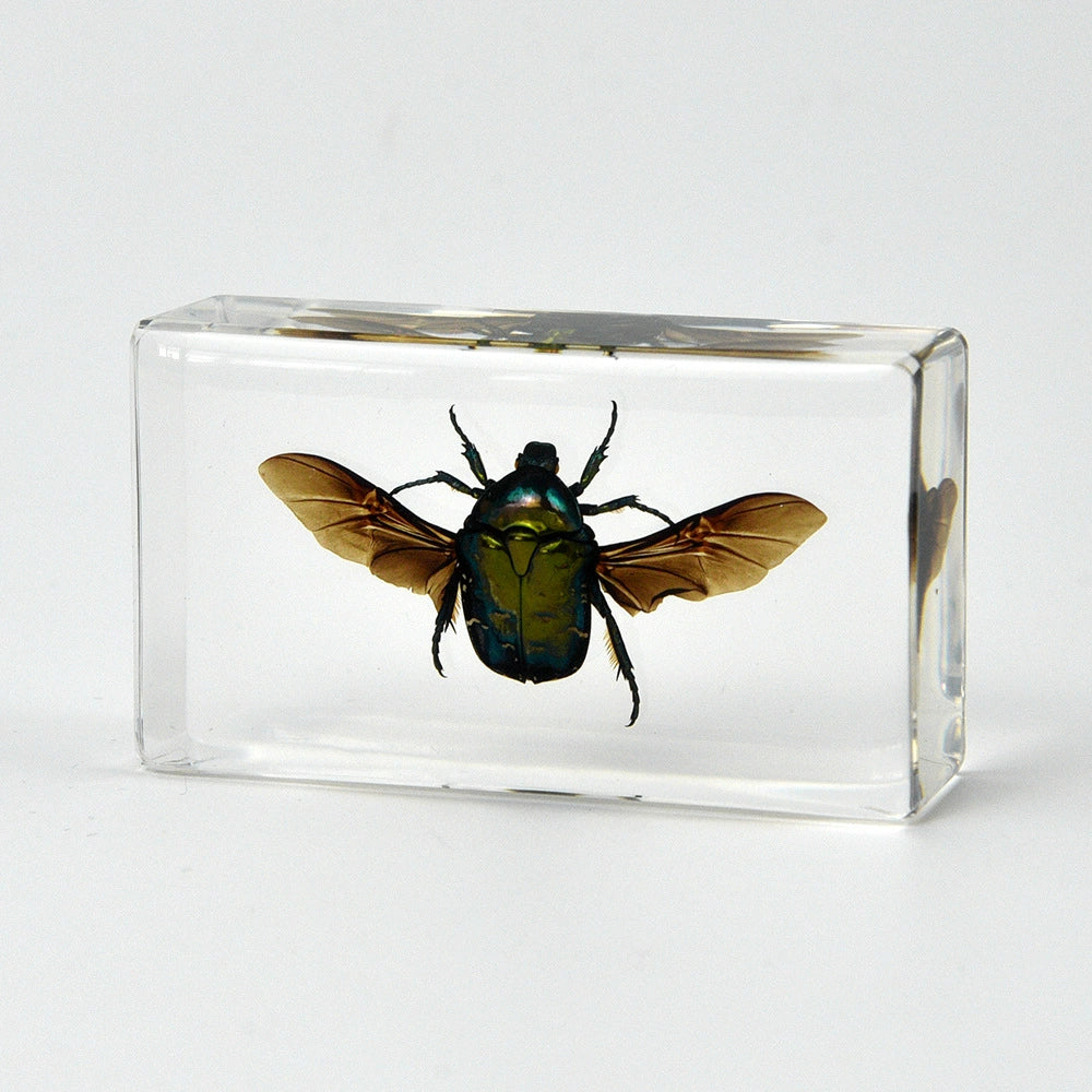Flying Resin Epoxy Animals Insect Specimens For Children Real Animals! Montessori Kids Educational Materials