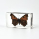 Flying Resin Epoxy Animals Insect Specimens For Children Real Animals! Montessori Kids Educational Materials