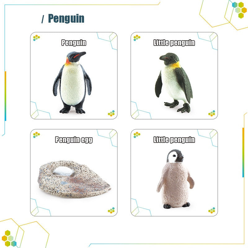 Animals Bugs insect Creatures LIFE CYCLE LEARNING CARDS