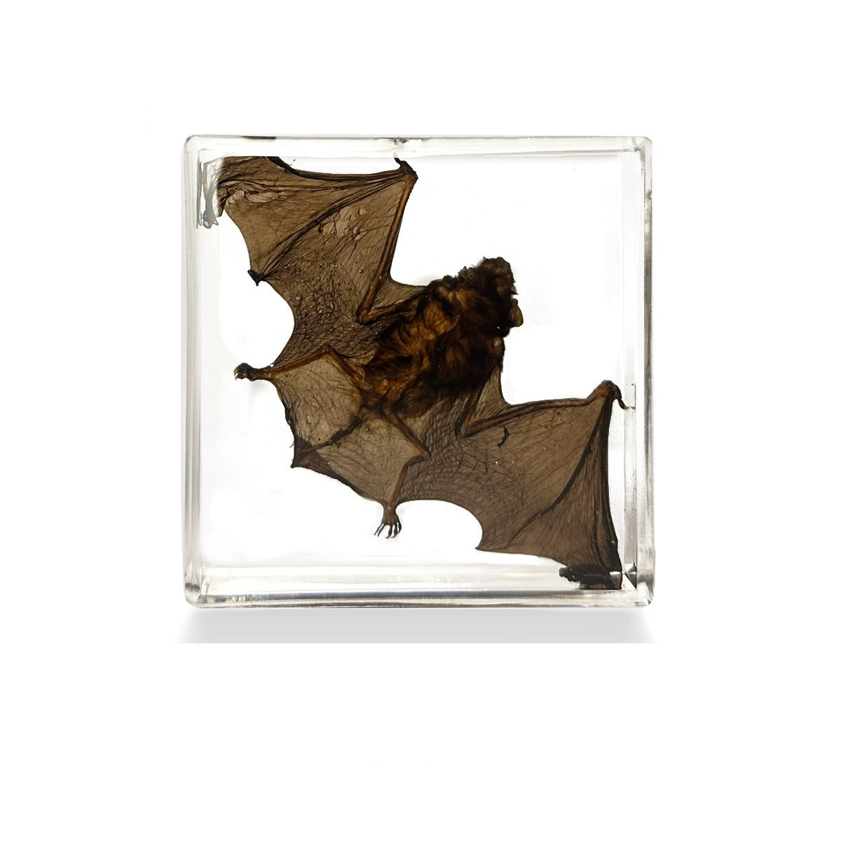 Flying Resin Epoxy Animals Insect Specimens For Children Real Animals! Montessori Kids Educational Materials