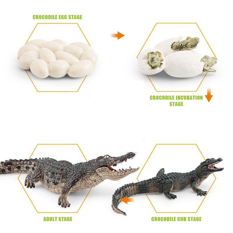 Crocodile Life Cycle Figurines Model Toy for Kindergarten SET of 4