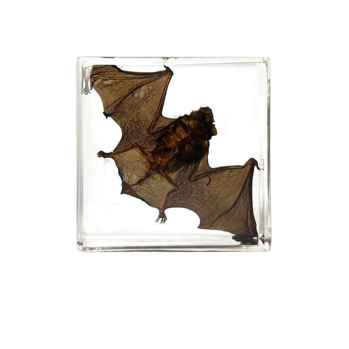 Flying Resin Epoxy Animals Insect Specimens For Children Real Animals! Montessori Kids Educational Materials
