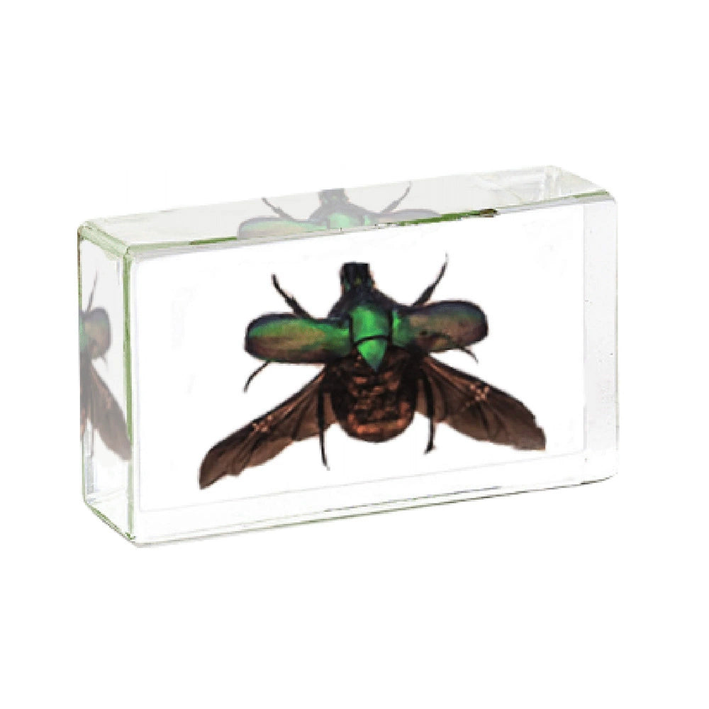 Flying Resin Epoxy Animals Insect Specimens For Children Real Animals! Montessori Kids Educational Materials