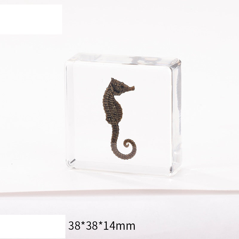 12 Real Bugs Insects Resin Blocks Animal Specimens Epoxy Butterfly Bee Spider Gift Set Collection Customize your 12!