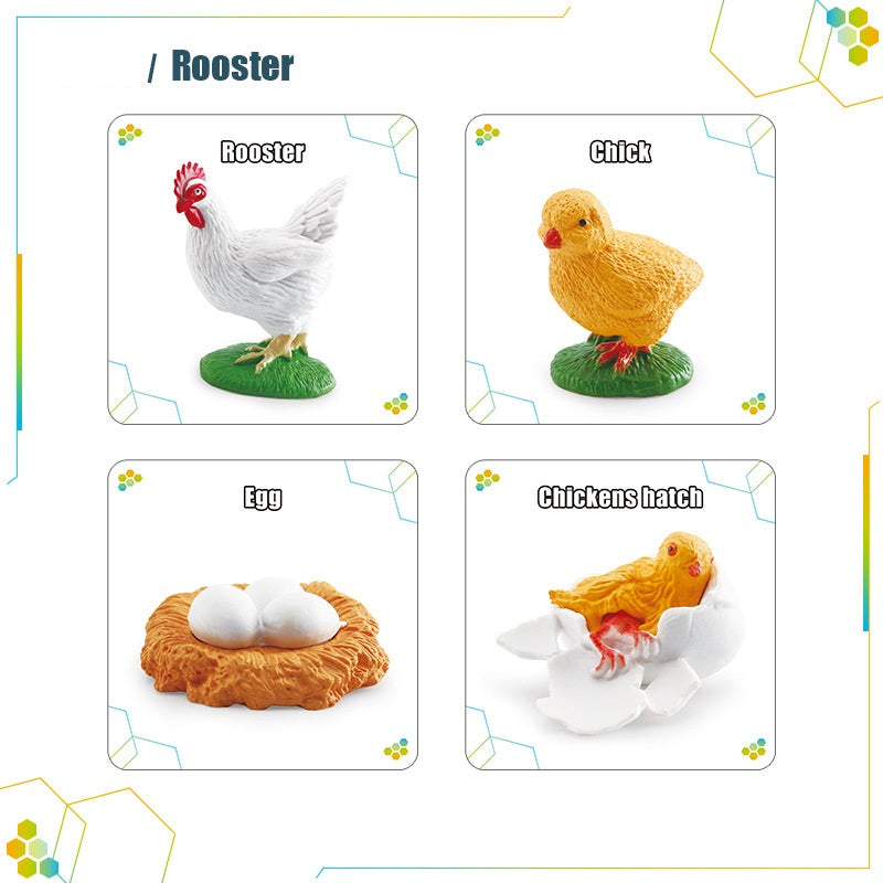 Animals Bugs insect Creatures LIFE CYCLE LEARNING CARDS