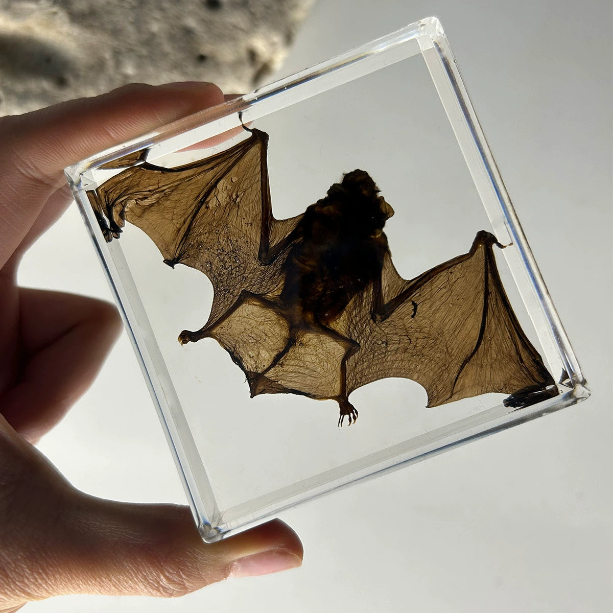 Flying Resin Epoxy Animals Insect Specimens For Children Real Animals! Montessori Kids Educational Materials