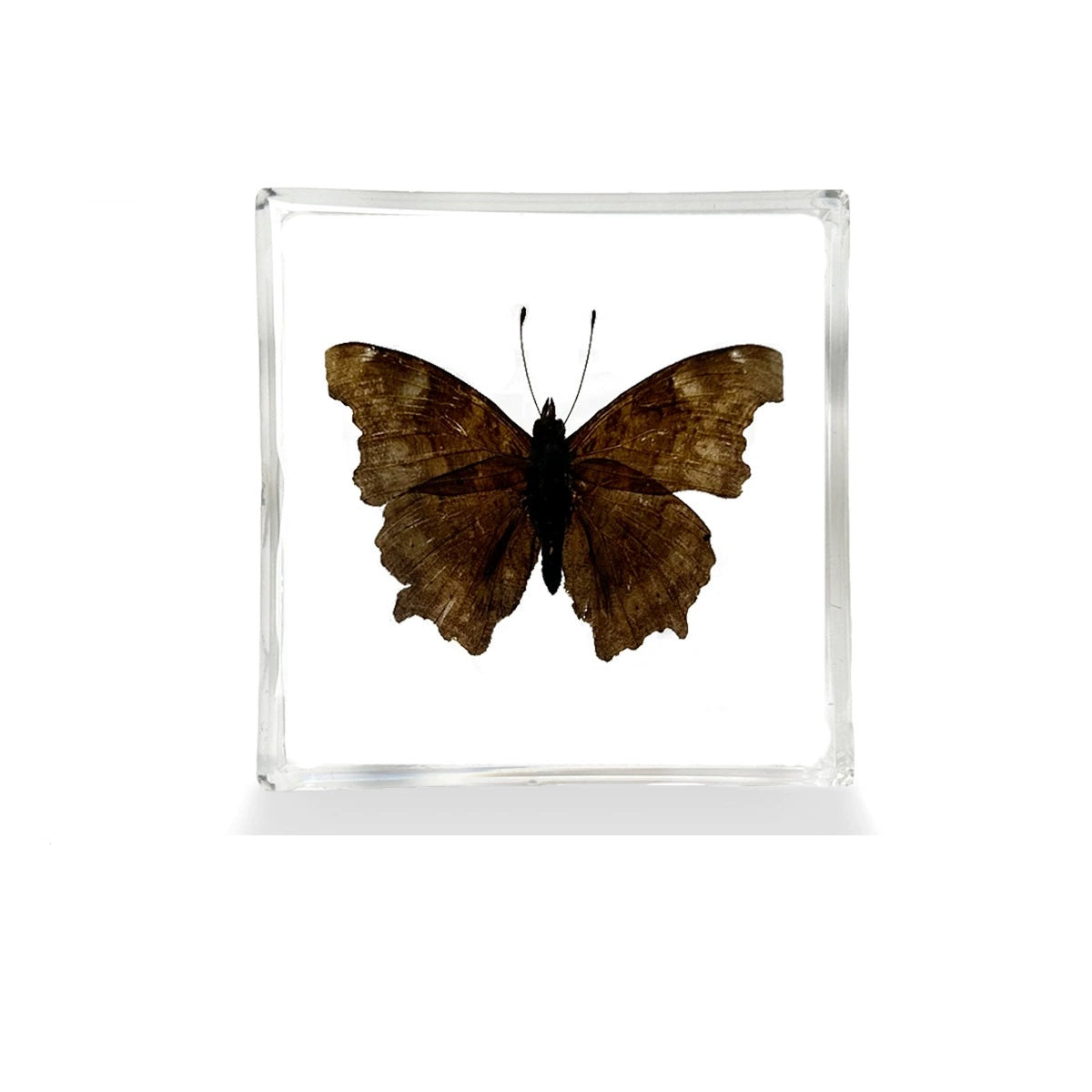 Flying Resin Epoxy Animals Insect Specimens For Children Real Animals! Montessori Kids Educational Materials