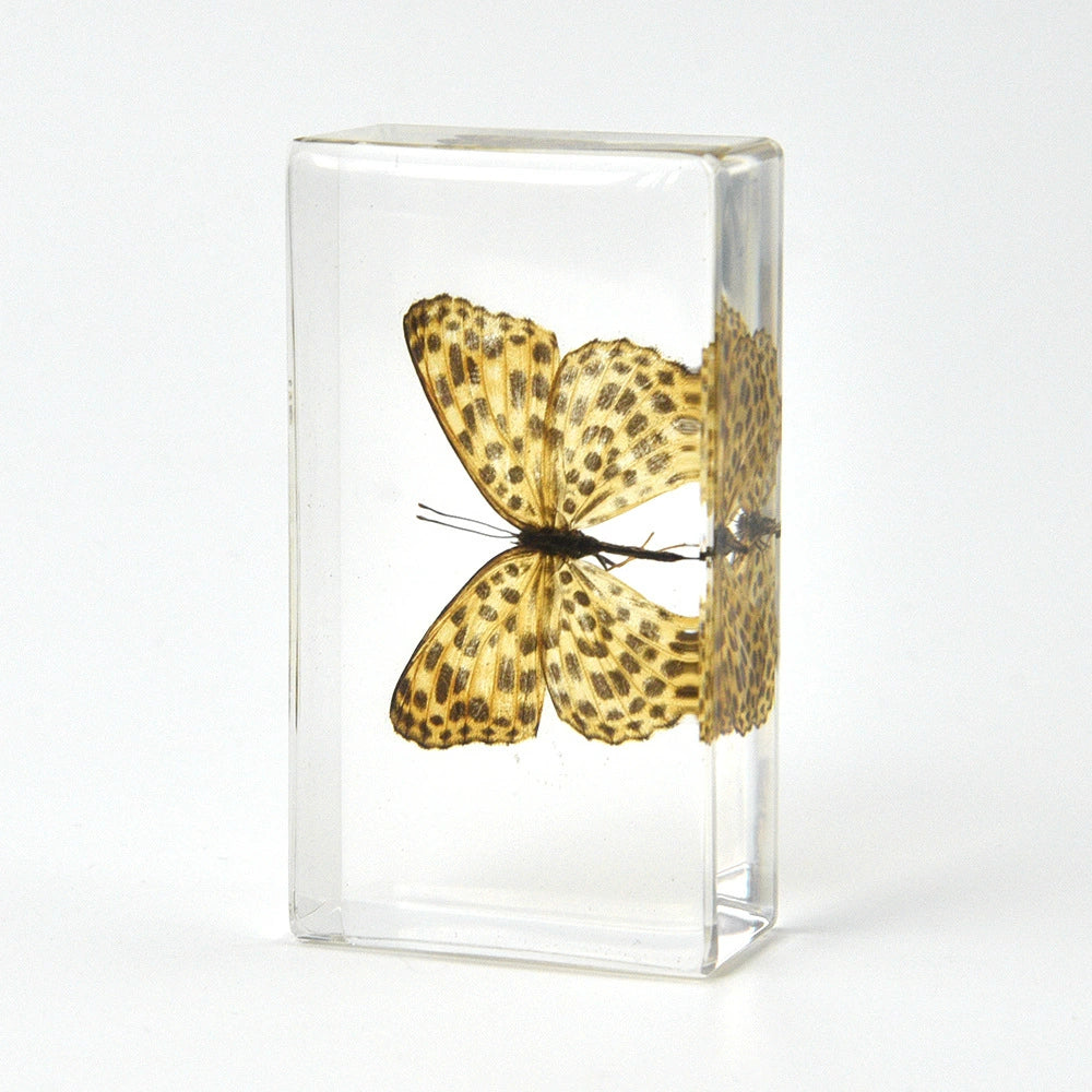 Flying Resin Epoxy Animals Insect Specimens For Children Real Animals! Montessori Kids Educational Materials