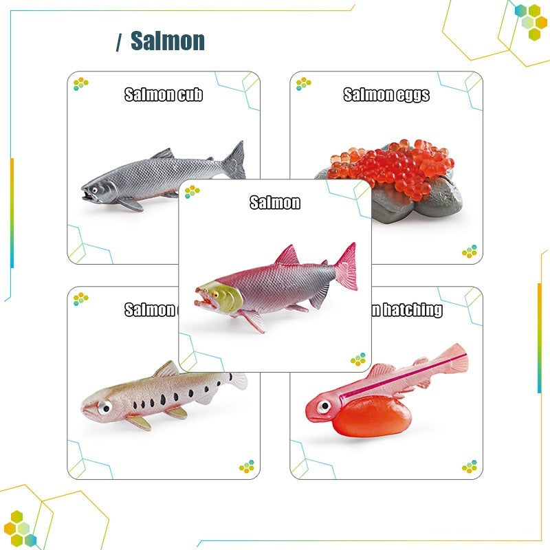 Animals Bugs insect Creatures LIFE CYCLE LEARNING CARDS