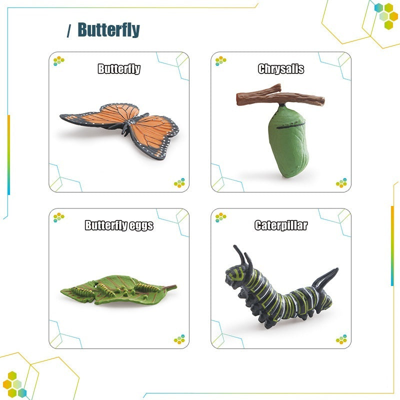 Animals Bugs insect Creatures LIFE CYCLE LEARNING CARDS