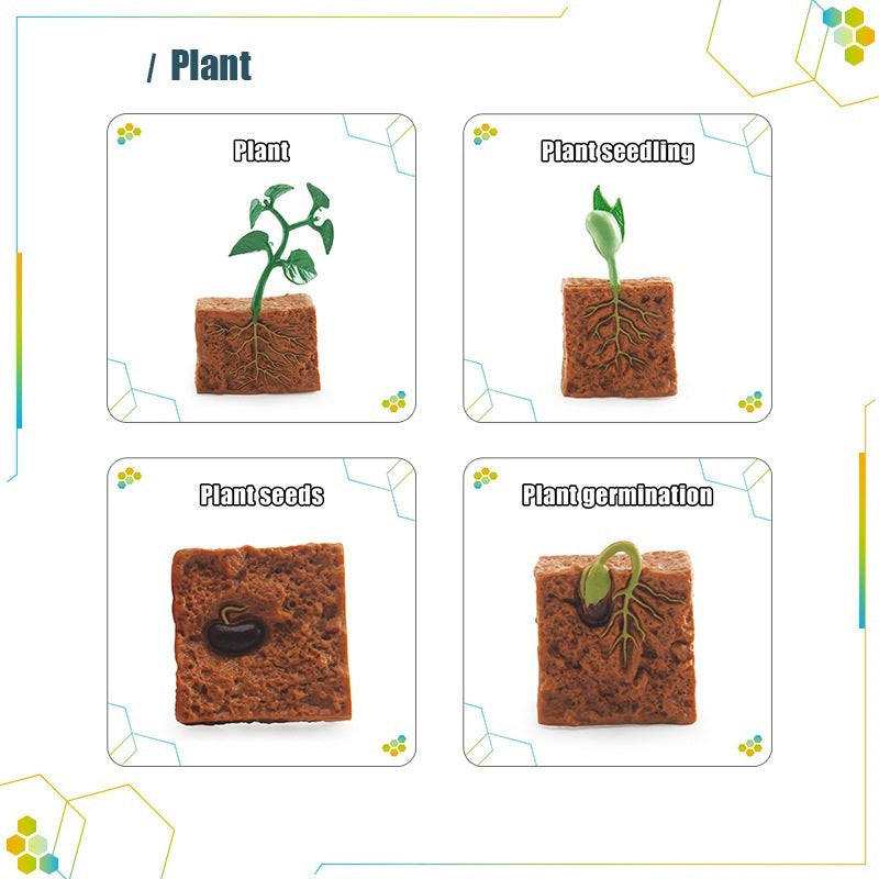 Animals Bugs insect Creatures LIFE CYCLE LEARNING CARDS