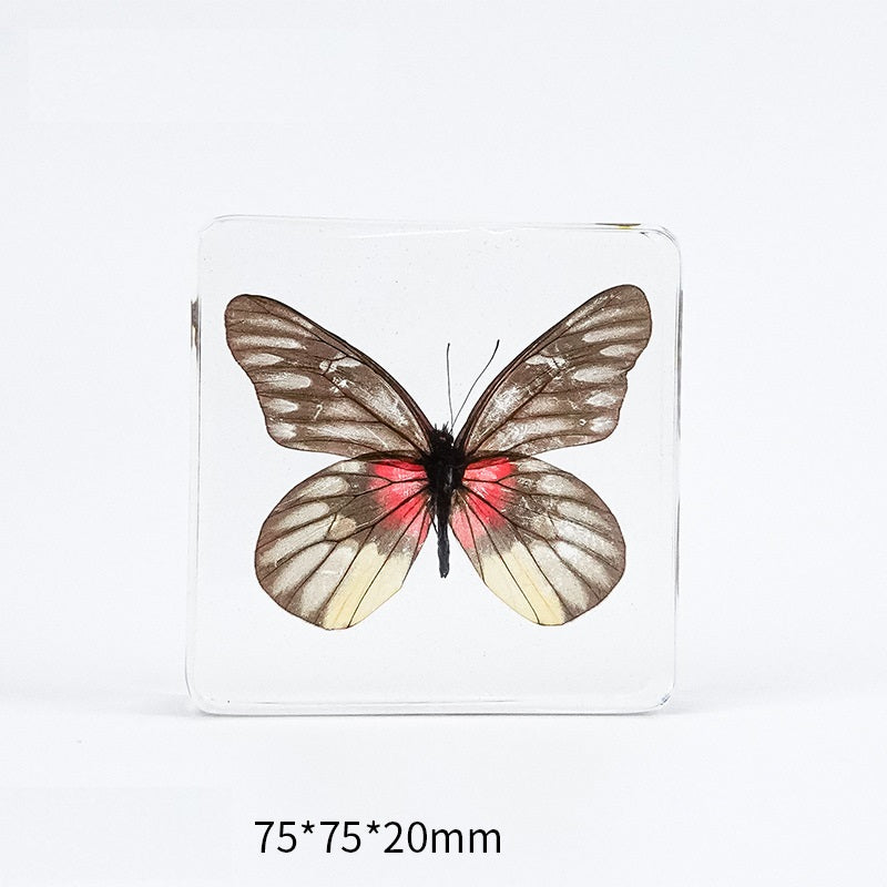 Large Animal Insect Specimen in Resin Epoxy For Children Real Animals! Montessori Kids Educational Materials