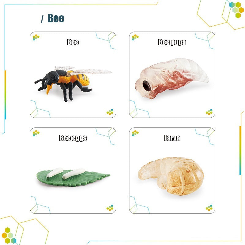 Animals Bugs insect Creatures LIFE CYCLE LEARNING CARDS