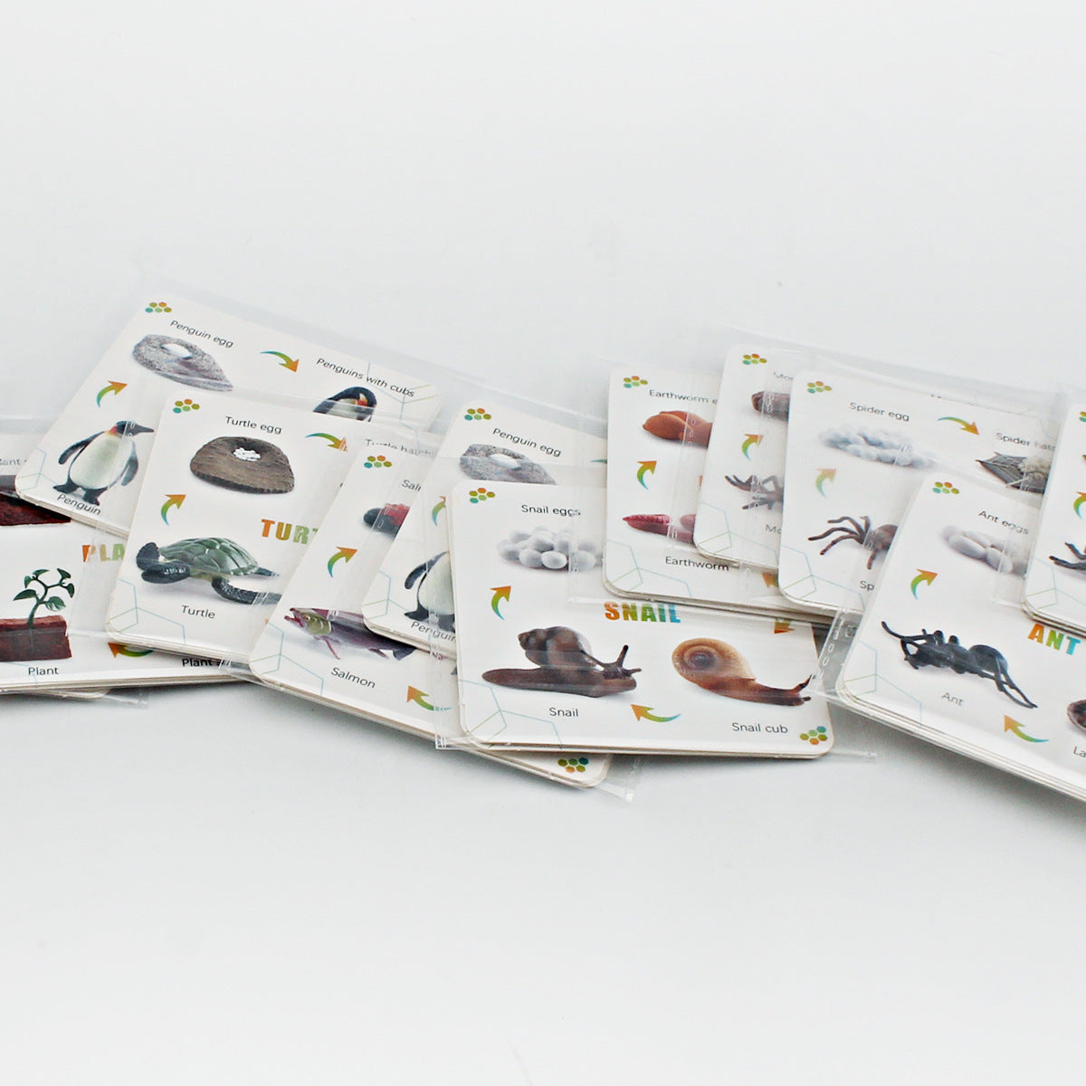 Animals Bugs insect Creatures LIFE CYCLE LEARNING CARDS