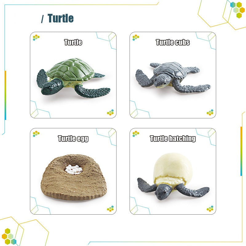 Animals Bugs insect Creatures LIFE CYCLE LEARNING CARDS