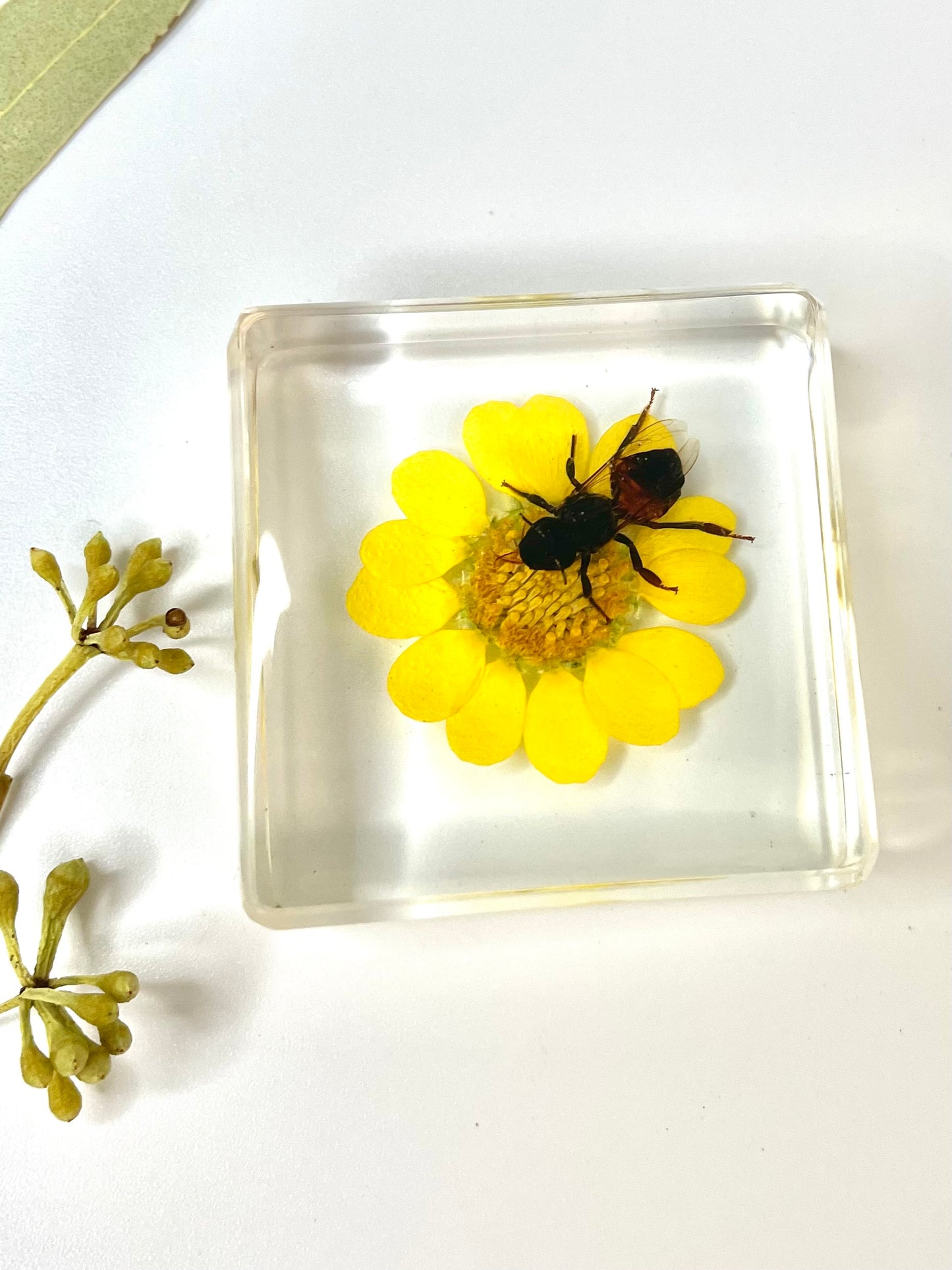 Animals Specimens Resin Blocks Bugs Butterfly Insect Fish Crab Specimens Toy - HAPPY GUMNUT