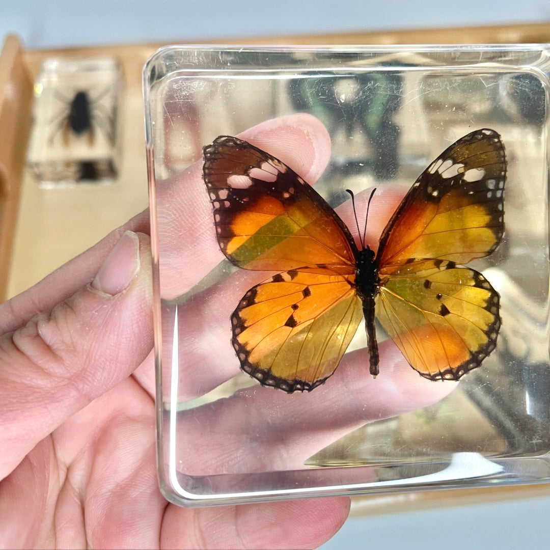 Large Resin Animals Insect Specimens For Children Real Animals! Montessori Kids Educational Materials - HAPPY GUMNUT