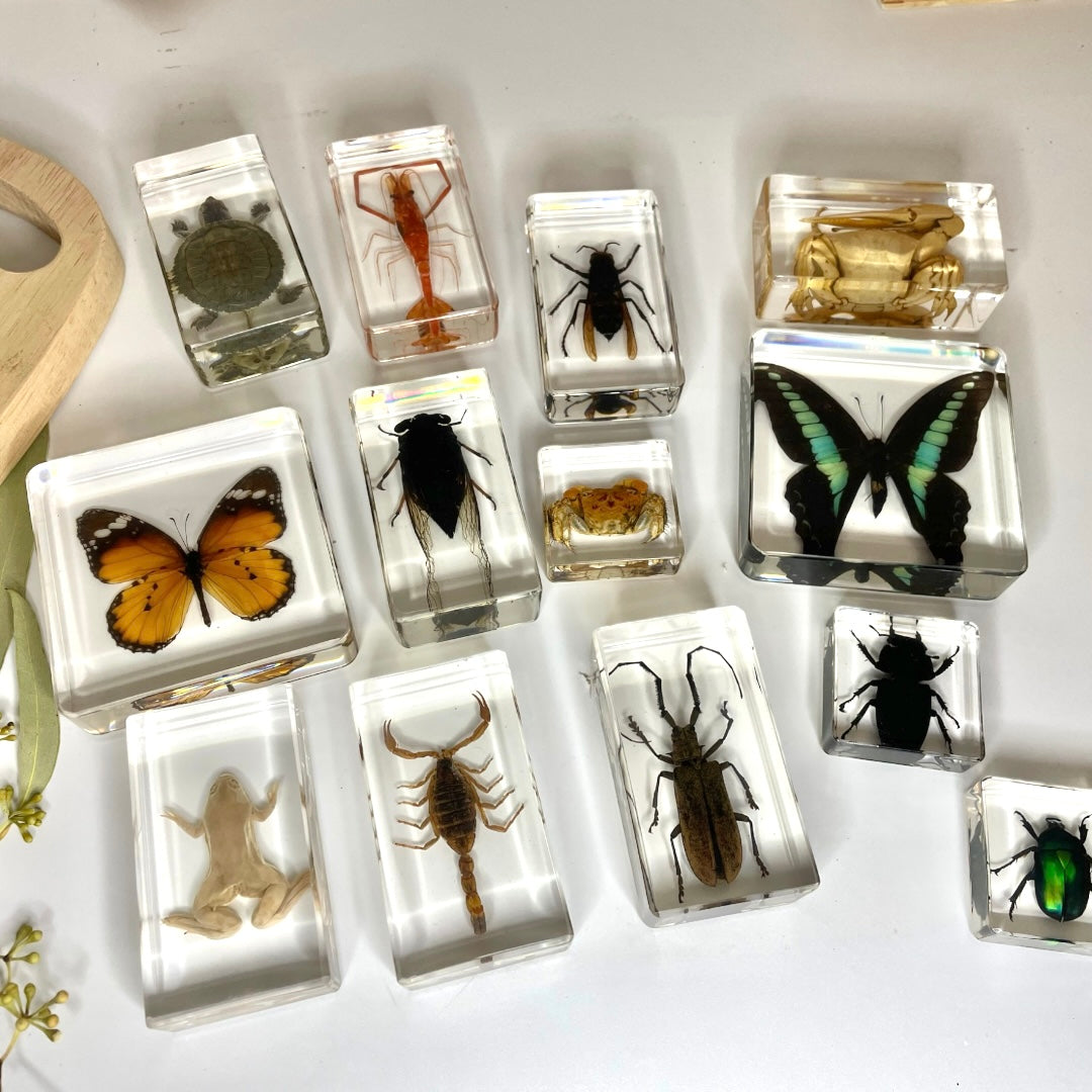 Large Resin Animals Insect Specimens For Children Real Animals! Montessori Kids Educational Materials - HAPPY GUMNUT