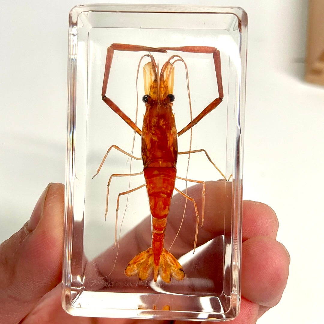 Large Resin Animals Insect Specimens For Children Real Animals! Montessori Kids Educational Materials - HAPPY GUMNUT